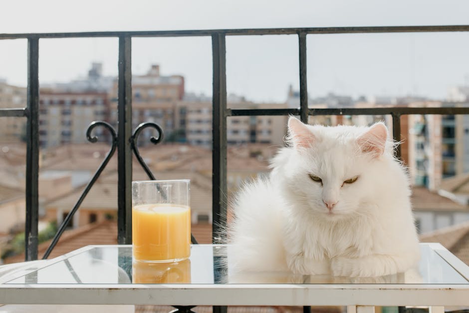 Siatka na balkon dla kota – dlaczego jest niezbędna?